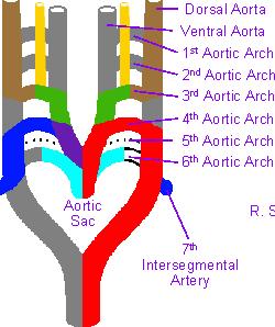 O primeiro arco aórtico desaparece quase que completamente, formando, no adulto, a artéria maxilar. O segundo forma a artéria estapédica (relacionada com o ouvido).