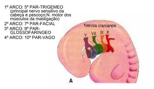 Os arcos são inervados pelos nervos [e não são origem a eles]. Esses nervos são formados a partir de prolongamentos axônicos dos neurônios motores do SNC e sensitivos dos gânglios.