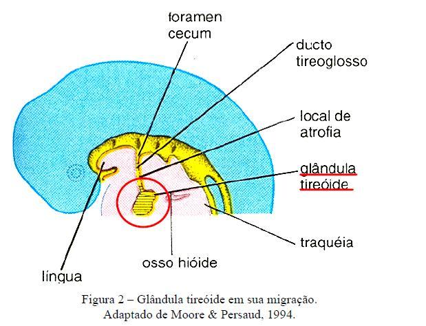 Posteriormente, há invasão da glândula pelo mesênquima, que forma vasos e divide a massa endodérmica em cordões celulares.