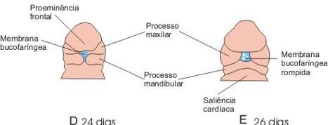 A projeção mais anterior da proeminência cefálica é o processo frontonasal.