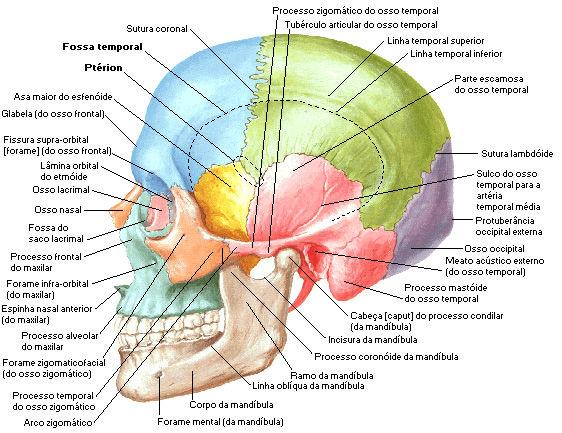 Fig. 02. Ossos e acidentes ósseos do crânio vista lateral externa.