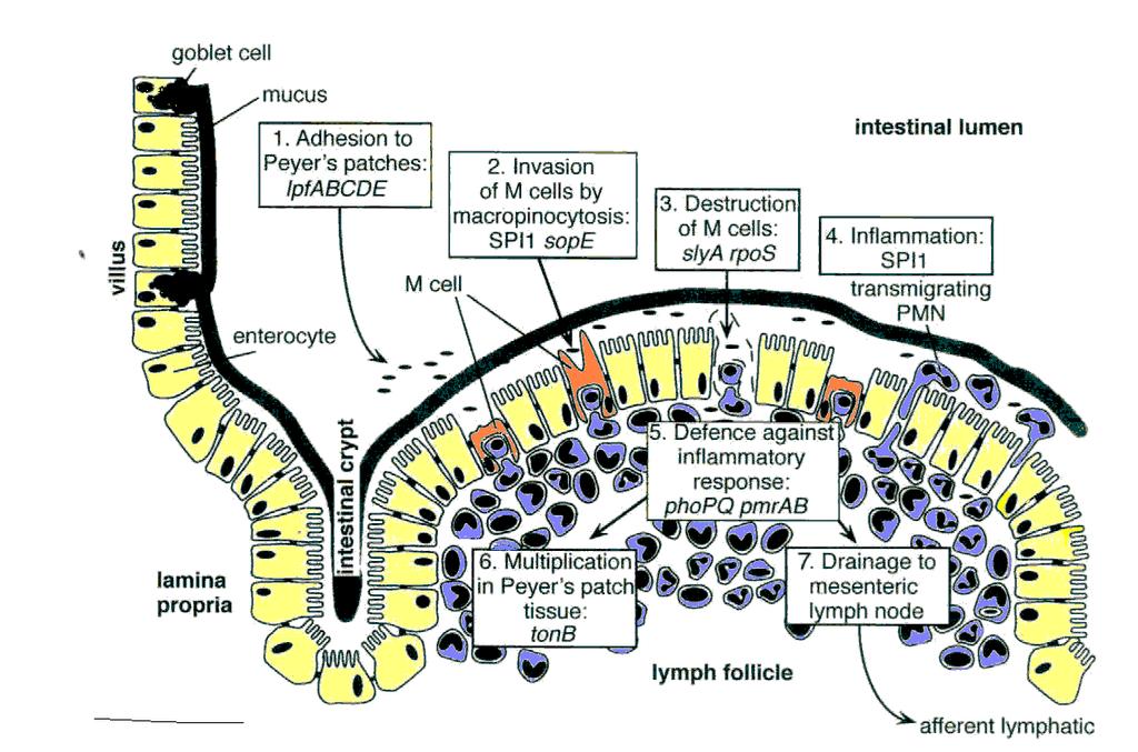Salmonella : sorovares não adaptados Célula caliciform e muco 1. Adesão p. de Peyer 2.Invasão cel M Íleo vilosidades 3.Destruição cel M 4.