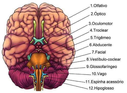 O sistema nervoso periférico é subdividido em somático e autônomo ou vegetativo. Figura 2.3: Componentes do cérebro (Animação 2).