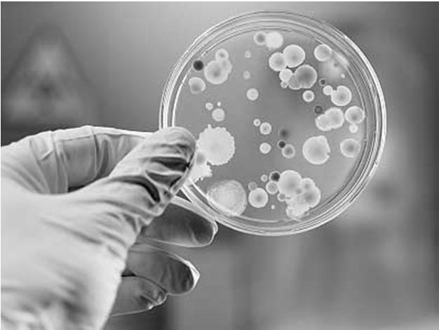 CULTIVO: MEIOS DE CULTURA Meios de Enriquecimento Utilizado para o isolamento de bactérias