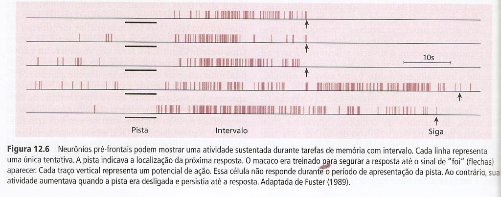 Tarefa de resposta com intervalo Córtex pré-frontal: