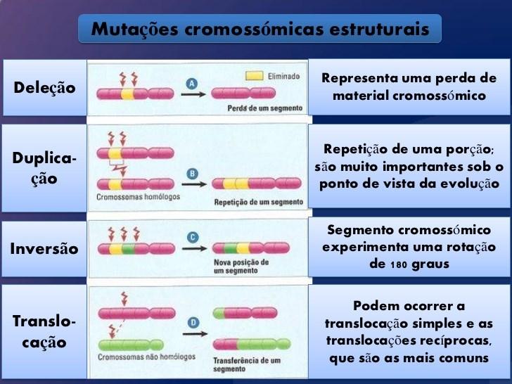 Principais alterações numéricas: ANEUPLOIDIAS