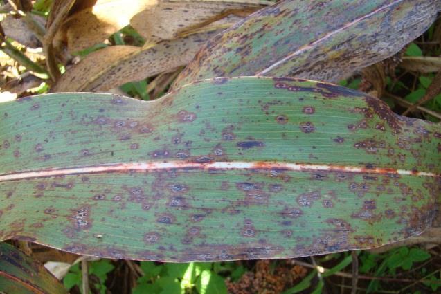 Sintomas Antracnose - Colletotrichum sublineolum C. sublineolum pode atacar todas as partes da planta, sendo a mais comum a antracnose foliar.