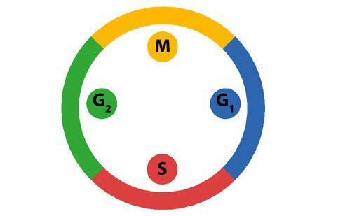 O processo de divisão faz parte do CICLO CELULAR, que é o ciclo de vida da célula, composto pelas fases G1, S, G2 e M.