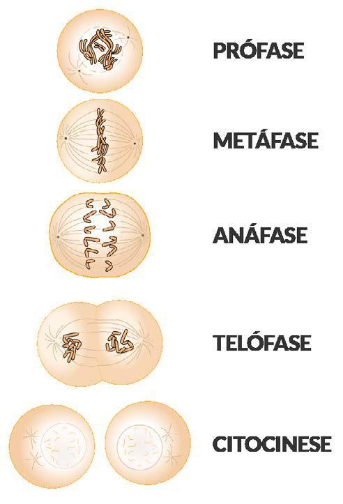 Caso esteja tudo ok, a célula segue pra fase M, de mitose (ou meiose). MITOSE A mitose é a divisão em que são formadas duas células-filhas geneticamente iguais à célula-mãe.