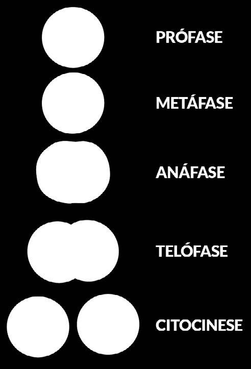 Essa é uma fase bastante crítica, porque nela ocorre a duplicação do DNA (S vem da expressão síntese de DNA ).