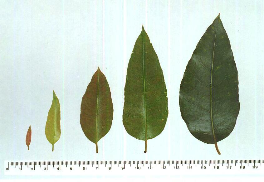 Estágios de desenvolvimento foliar de