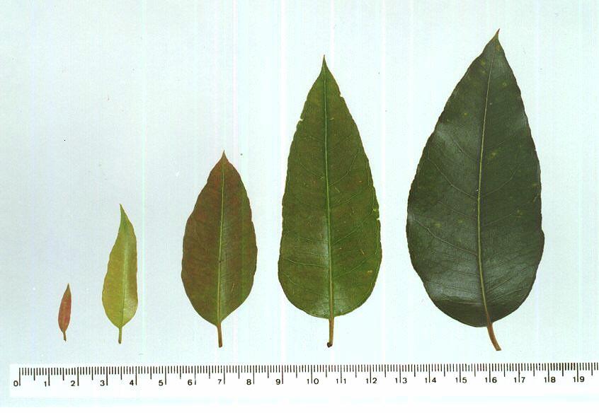 Estágios de desenvolvimento foliar de Eucalyptus