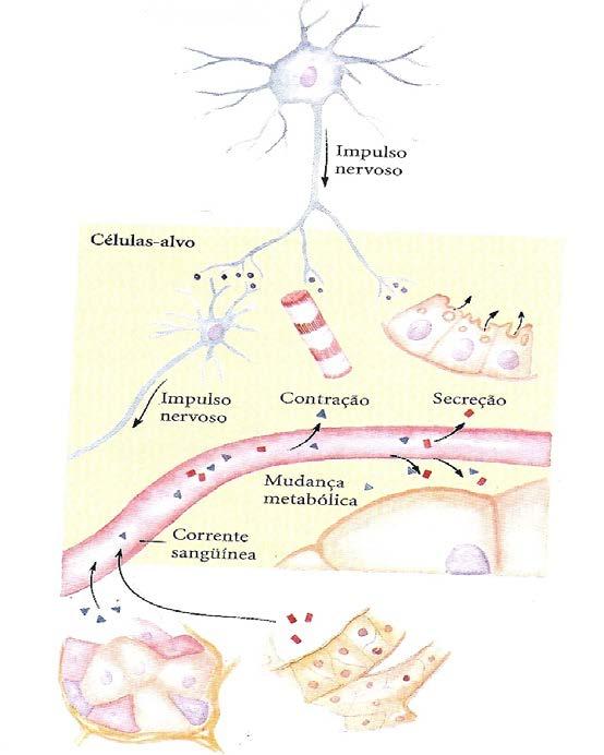 esteróides e os hormônios da tireóide entram na célula e atuam por meio de receptores nucleares. Figura 1. Sinalização pelo sistema neuroendócrino.