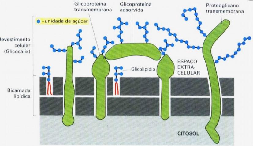 Glicocálix ou Glicocálice Impressão digital da célula ; Envoltório externo de células animais formado por glicolipídios e