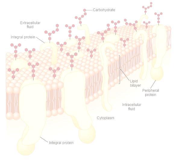 Transporte através de membranas celulares