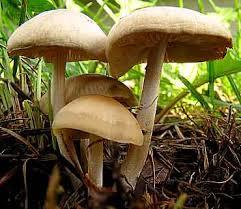 CITE duas. c) A imagem ao lado é de um cogumelo. Muitas pessoas acham que cogumelos são vegetais, mas eles são fungos.