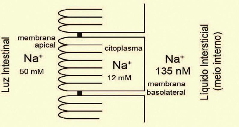 roposto ) (UERJ) O esquema mostra as diferentes concentrações do íon sódio medidas na luz intesinal, no interior da célula epitelial intestinal e no líquido intersticial que banha essas