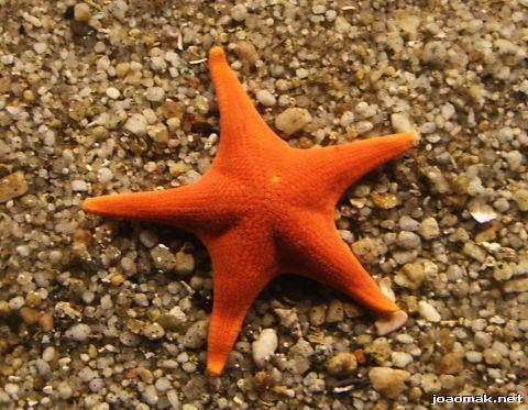 Equinodermas (estrelas-do-mar,