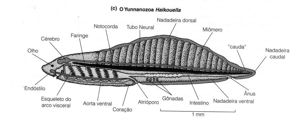 Cordado primitivo Cambrianos Só existe fósseis.