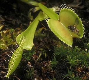 REAÇÃO Todos os seres vivos podem perceber e reagir a estímulos Dionaea