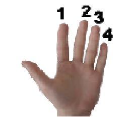 4 EXERCÍCIOS 4.1 Cromatismo Exercícios que desenvolvem a digitação, coordenação e agilidade dos dedos da mão esquerda facilitando o estudo de escalas que são usadas na realização de solos.