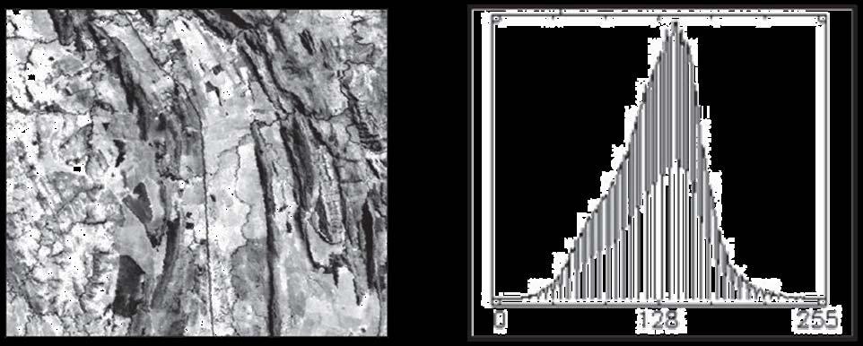 Histograma da Imagem Digital Imagem com uma distribuição mais equilibrada de tons de cinza escuros e claros