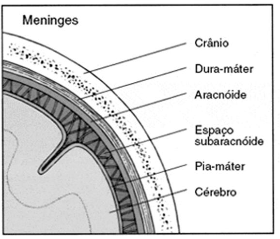 Meninges = túnicas de tecido conjuntivo que recobrem o cérebro e a medula: -Dura-máter recobre o cérebro; tecido conjuntivo denso, colágeno -Aracnóide camada intermediária, é constituída de