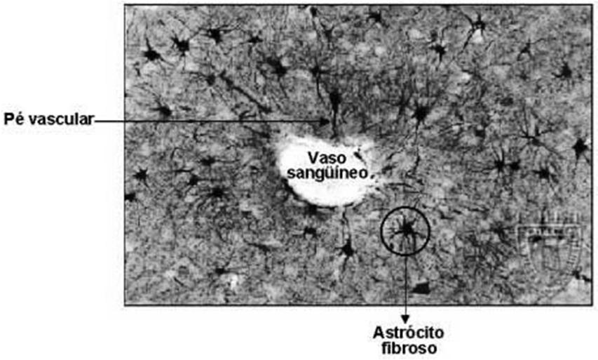 vasculares. -Protoplasmáticos = prolongamentos curtos e espessos (substância cinzenta) -Fibrosos = prolongamentos longos e delgados (substância branca).