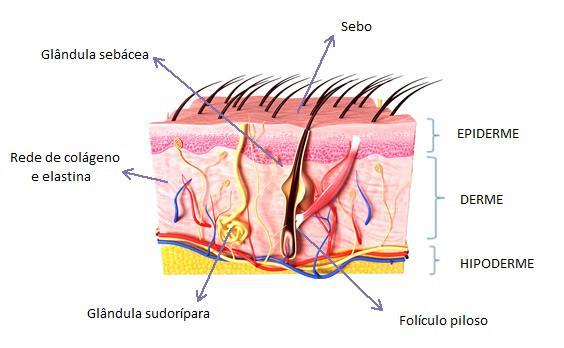 ESTRUTURA