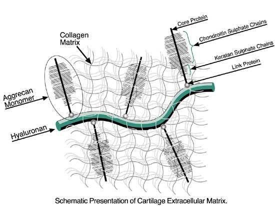 Matriz da cartilagem hialina É formada por fibrilas de colagénio tipo II associadas a ácido hialurónico, proteoglicanos muito hidratadas e glicoproteínas
