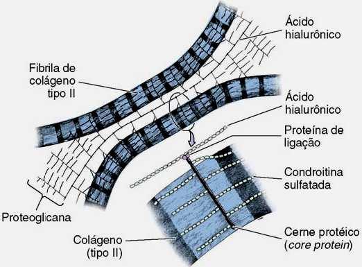 São agregados muito importantes para manter a rigidez da matriz cartilagínea e