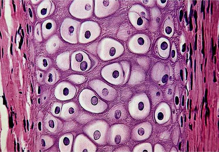 Características do Pericôndrio Possui uma camada fibrosa externa e uma camada condrogénica interna cujas células segregam matriz cartilagínea Possui feixes de