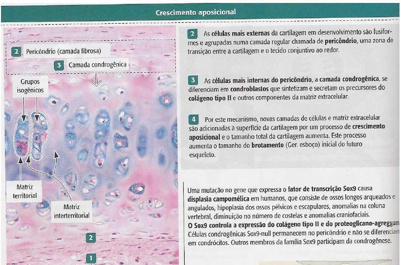 Matriz