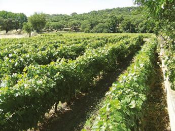 José Emídio Salgueiro Nunes Comenda 07 Vinhos produzidos em empresa familiar, com tradições e raízes na agricultura.