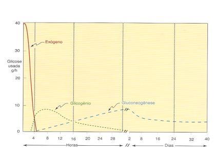 DESTINO DOS LIPÍDEOS NO ESTADO PÓS-ABSORTIVO: fonte de energia gliconeogênese Tecido adiposo glicerol degradação: lipólise ÁCIDOS GRAXOS Células em geral cetogênese CORPOS CETÔNICOS LIPÍDEOS