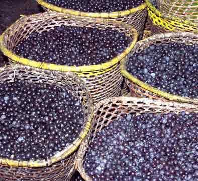 FEIRA DO AÇAÍ