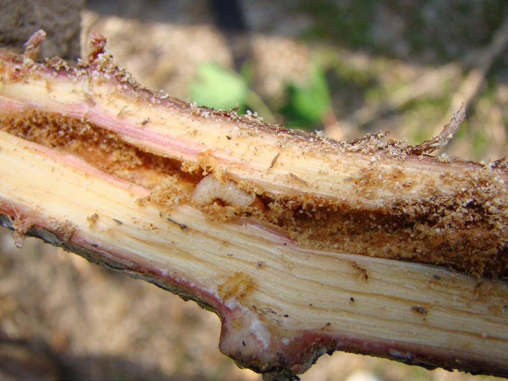 Uma boa indicação disso é que o miolo (medula) da estaca ao ser cortada não deve estar escuro, ou seja, deve estar branco e sem manchas.