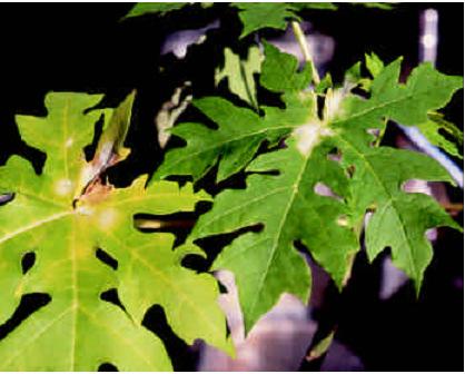 esbranquiçado Doenç Sintomas: As folhas tornam-se amareladas, apresentando secamento