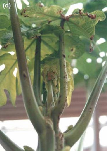 infectadas Viroses Meleira Etiologia: Papaya stick disease virus (PSDV) Papaya meleira