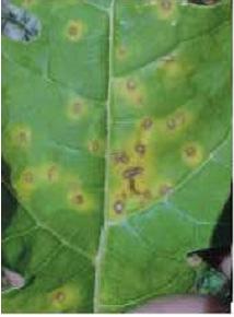 Asperisporium caricae Sobrevivência: folhas e frutos doentes Disseminação: respingos de chuva e água de orvalho, vento a longas