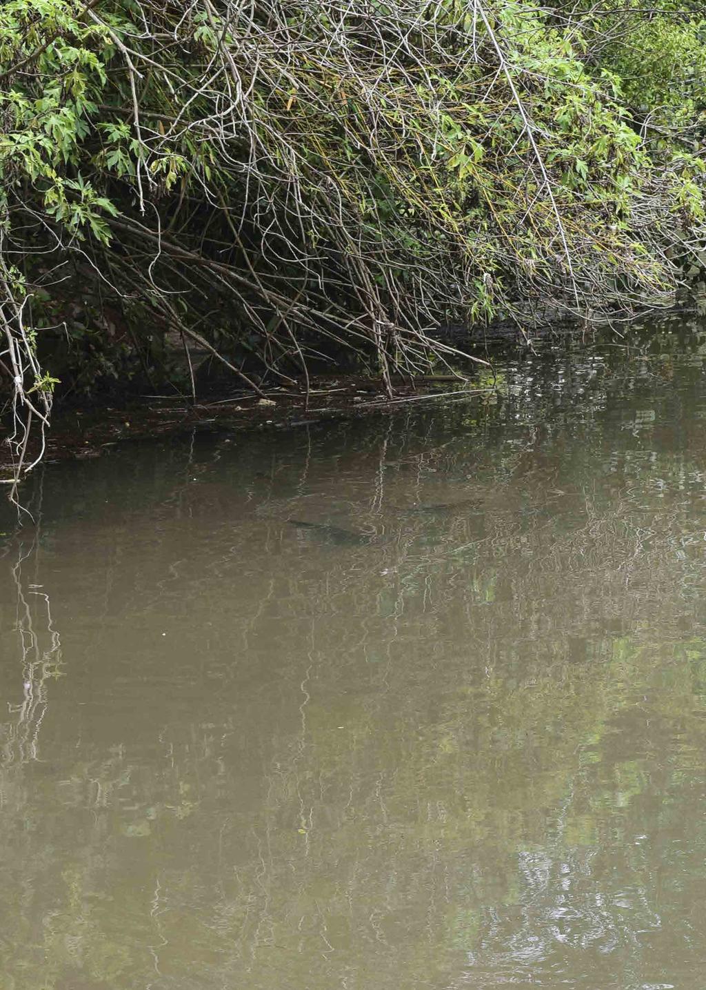 Acredite, você pode ajudar o Rio Belém a ter uma importância ambiental, econômica e social.