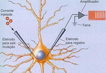 Smulnk Equaçõs mplmntadas: m& = h& = n& = [ α m( v) + βm( v) ] m + α m(