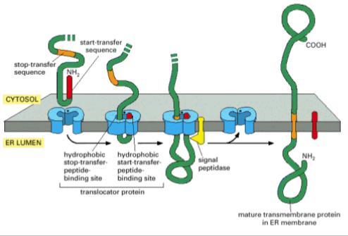 Transmembranas Presença de Peptídeo sinal