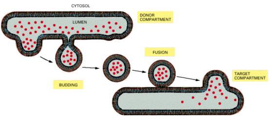 Retículo Endoplasmático Transporte Vesicular