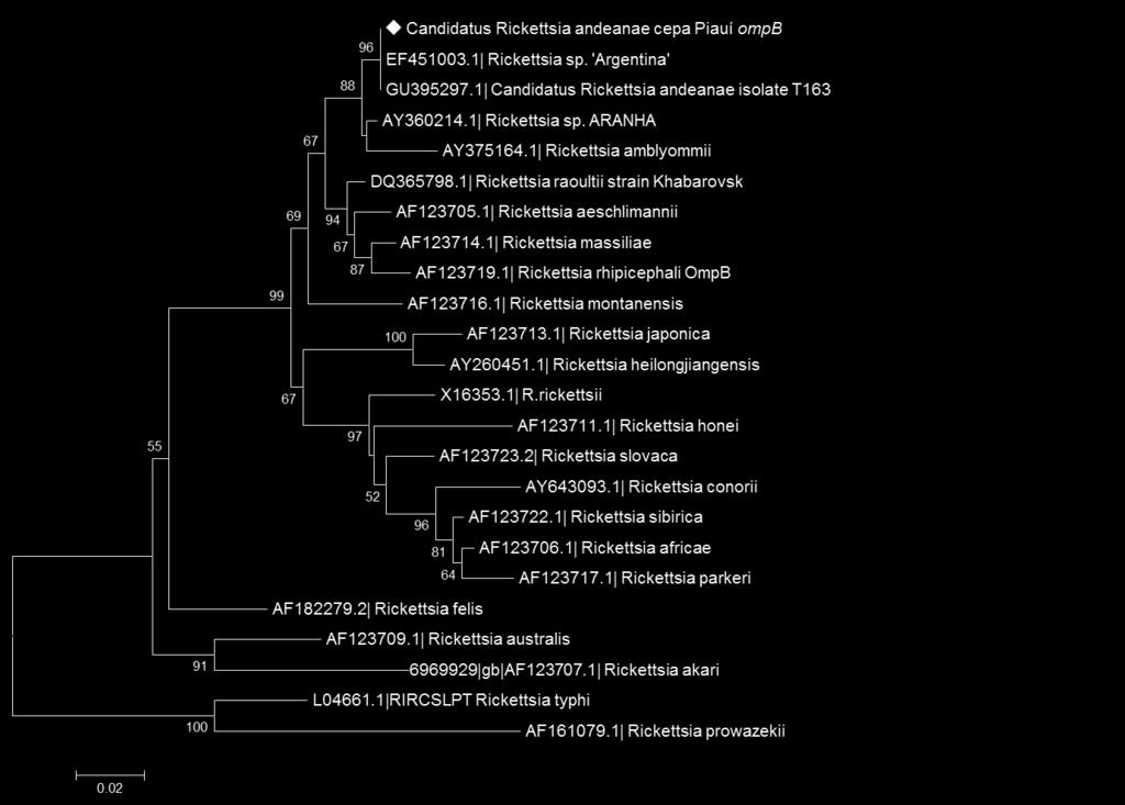 54 Figura 4 - Árvore de distância obtida pelo algoritmo de Neighbor-Joining para o gene ompb, modelo evolutivo MCL.