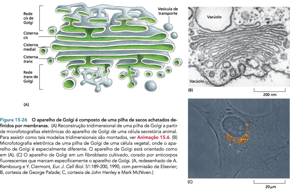 Complexo de Golgi envelope nuclear RE rugoso