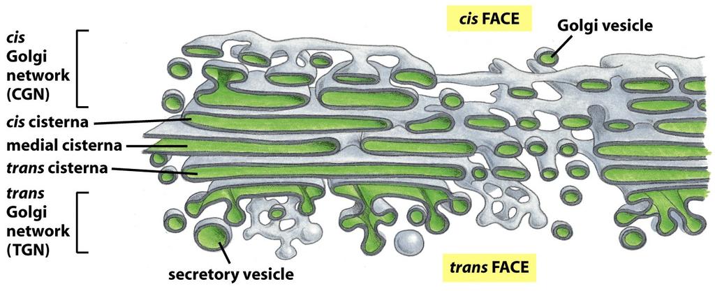 Complexo de Golgi cisternas vesícula Recebe proteínas e lipídeos do RE à modificação à
