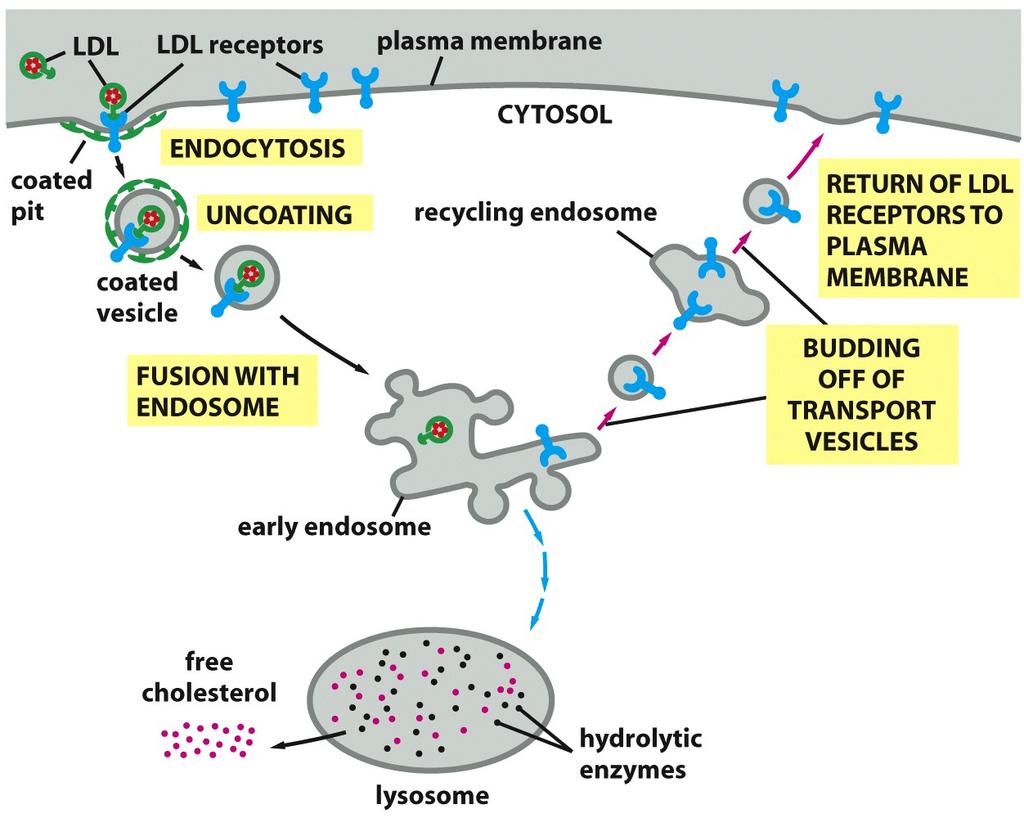 Endocitose mediada por receptor