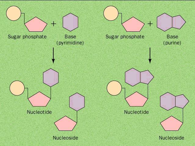 Bases Nitrogenadas