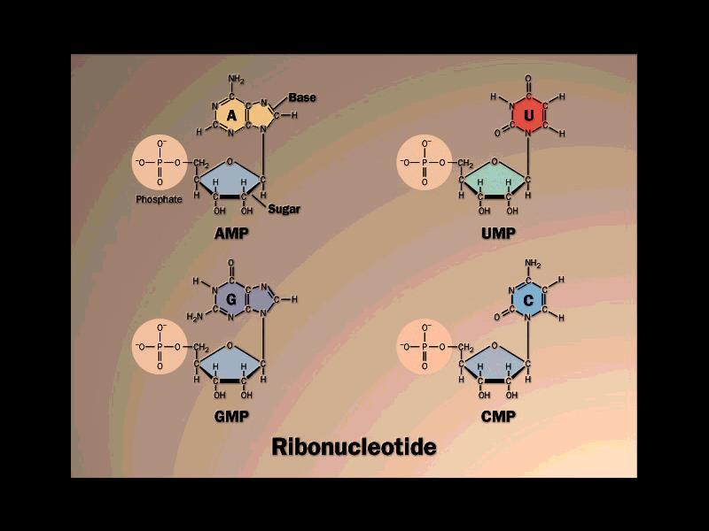 Estrutura dos ribonucleotídeos 5